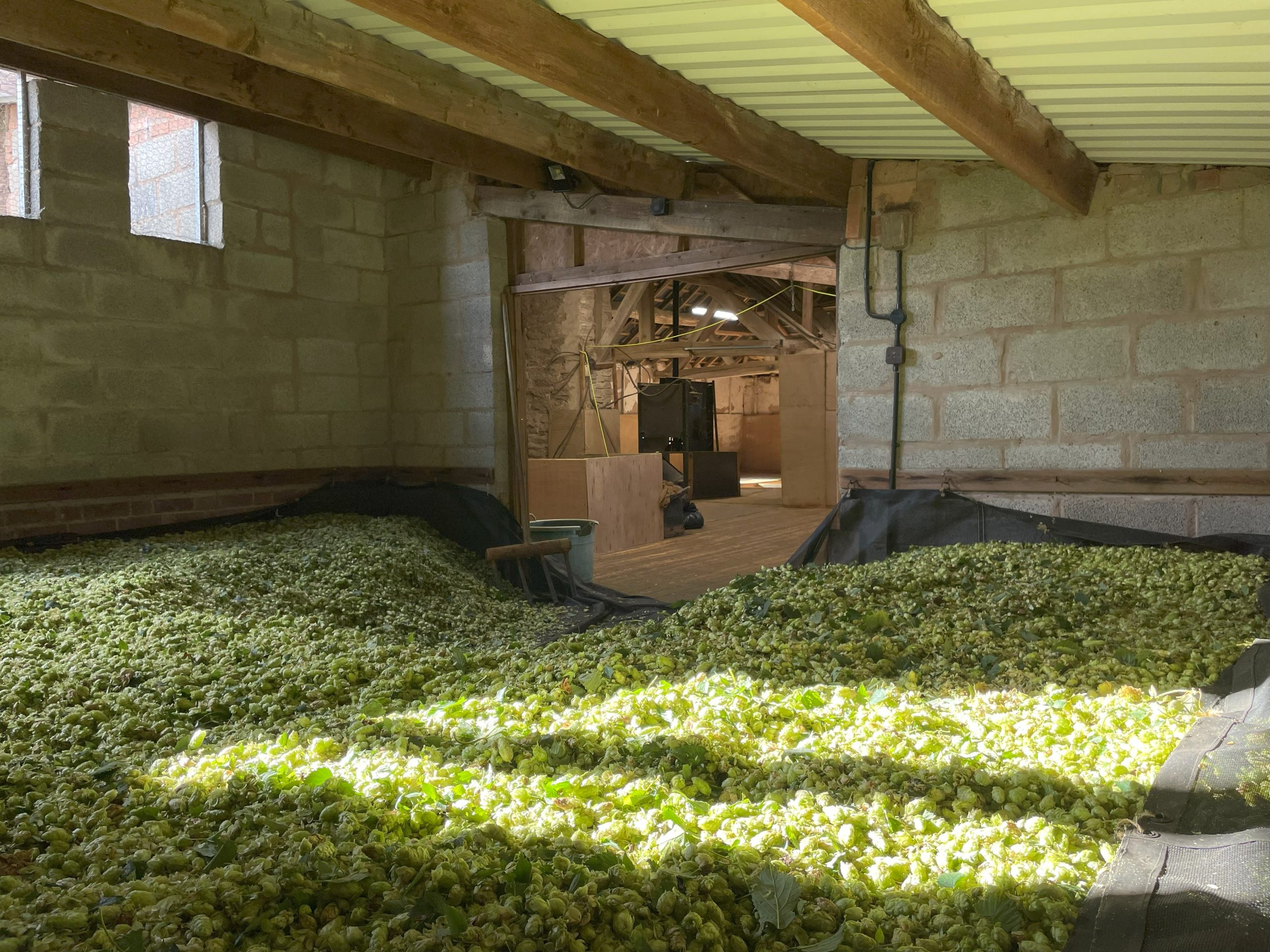 harvest season hops drying