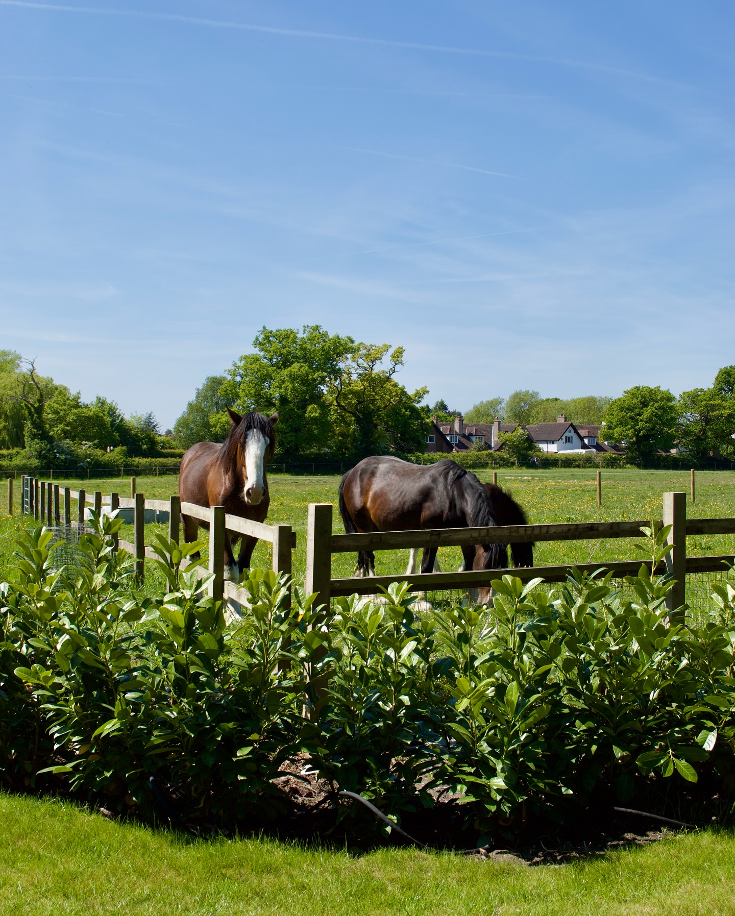 davenport arms robinsons shire horses