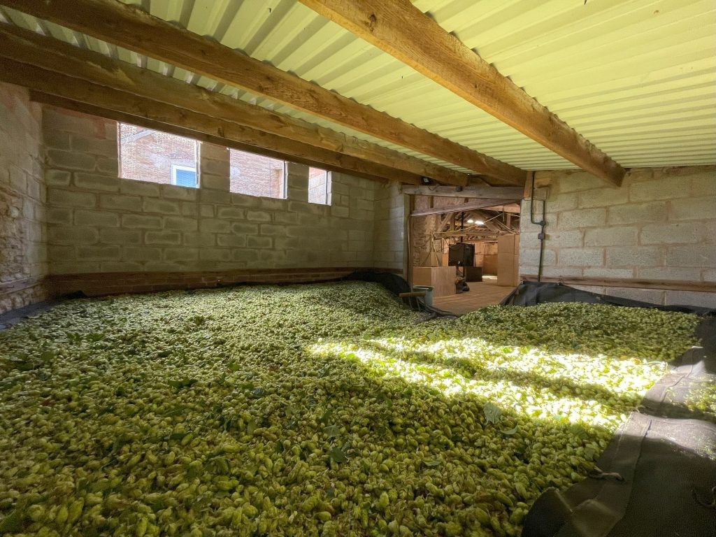 hops drying