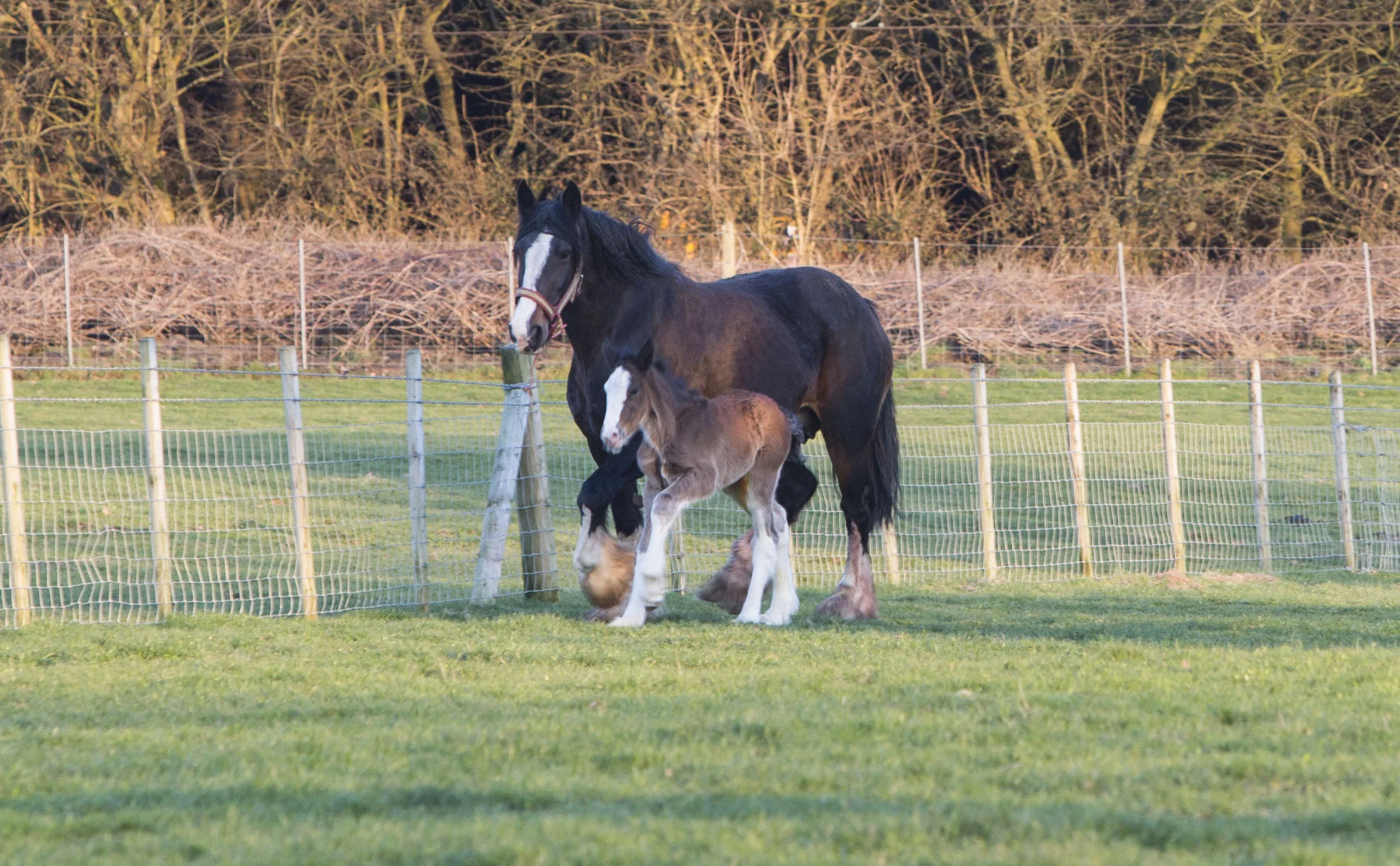ROBINSONS ANNOUNCE BIRTH OF THIRD FOAL FROM SHIRE BREEDING PROGRAMME