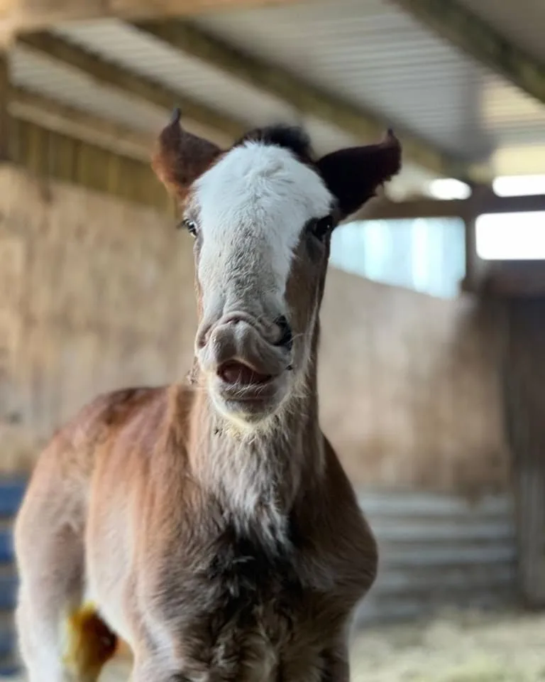 ROBINSONS SHIRE BREEDING PROGRAMME WELCOMES SIXTH FOAL