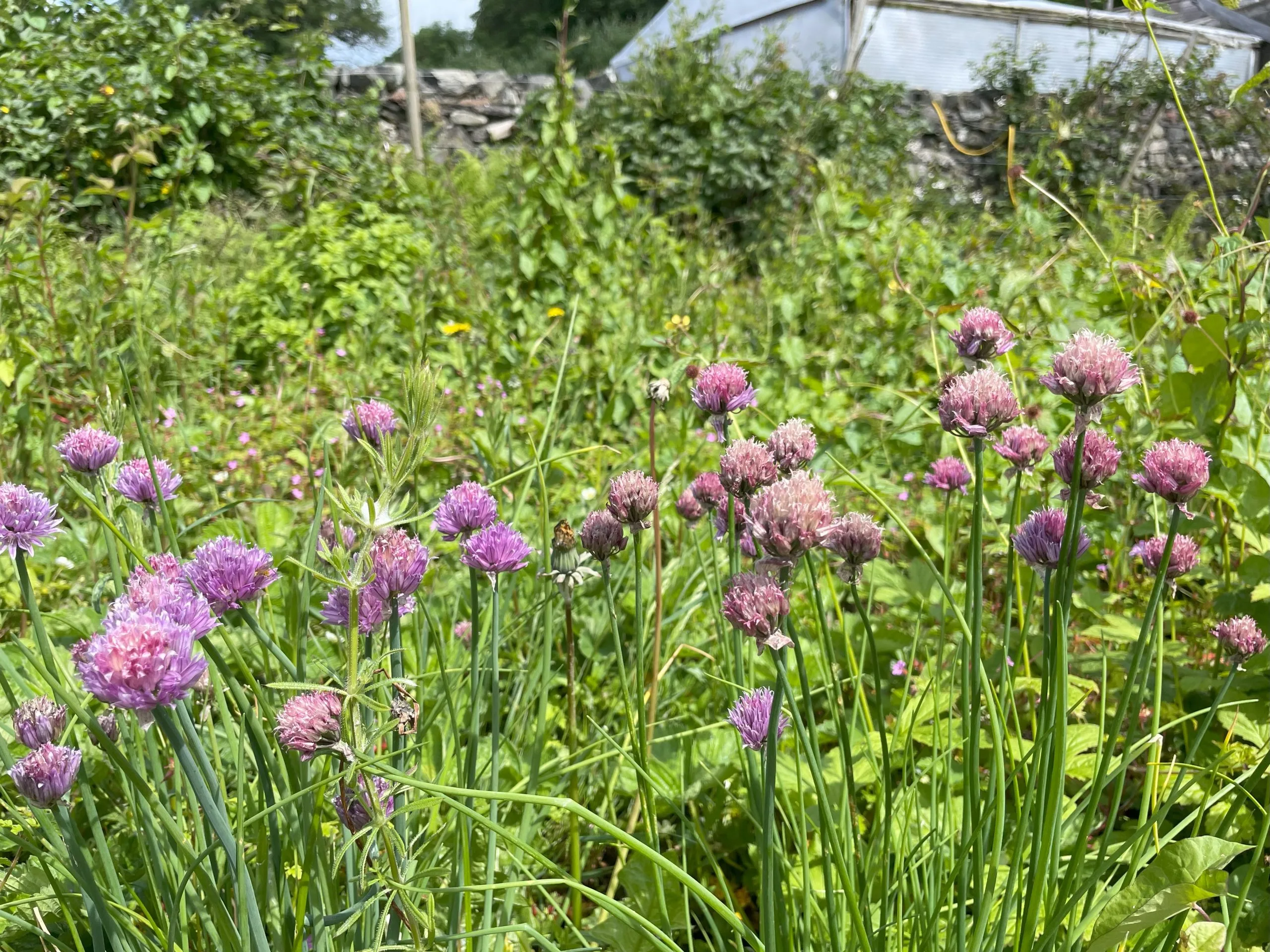 From Garden to Grill – The Victoria Inn, Llanbedr