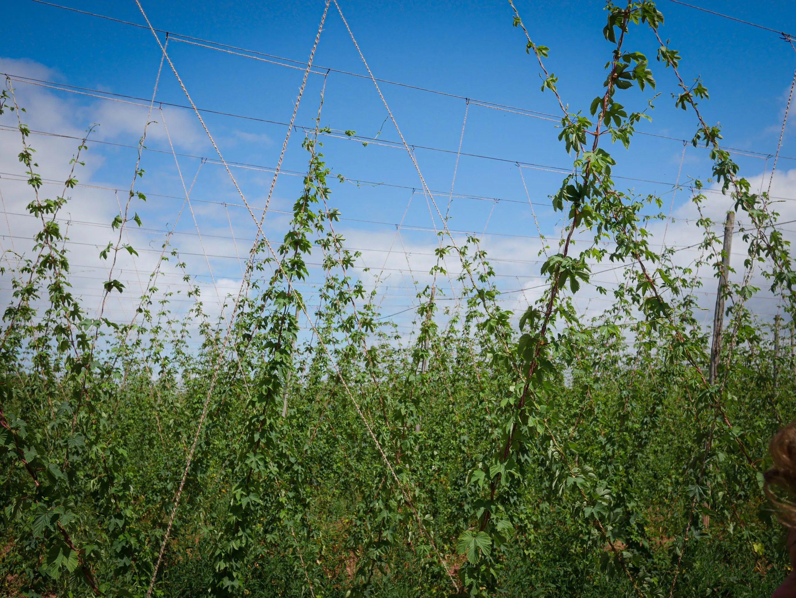 Meet the hop farmers: Charles Faram Co-operative