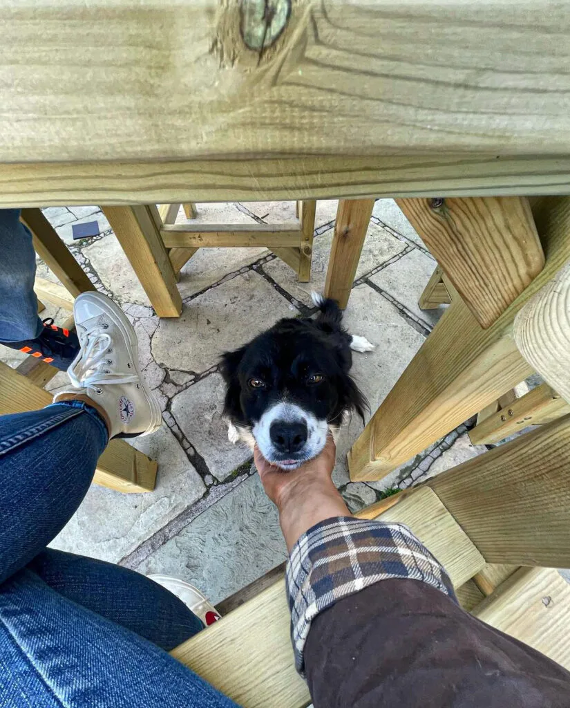 border collie dog
