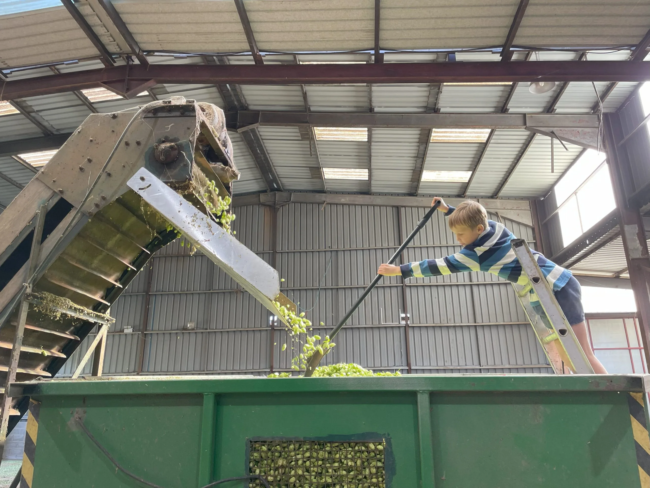 Harvest Season