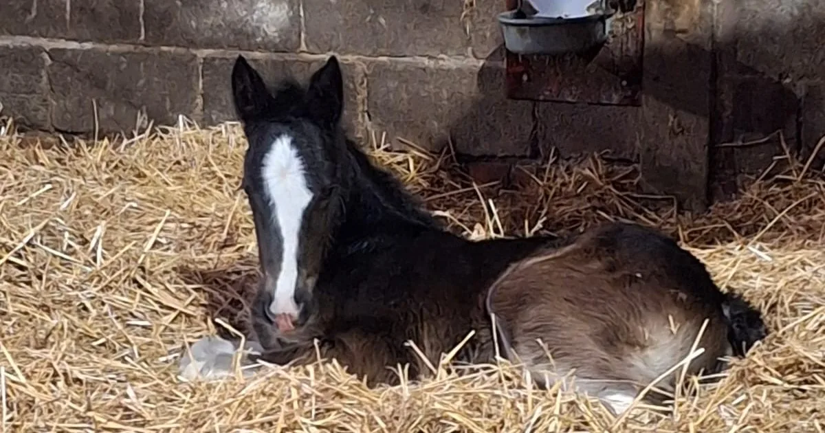 Robinsons welcomes the arrival of newest foal, Hillgate Lady Gwendolen