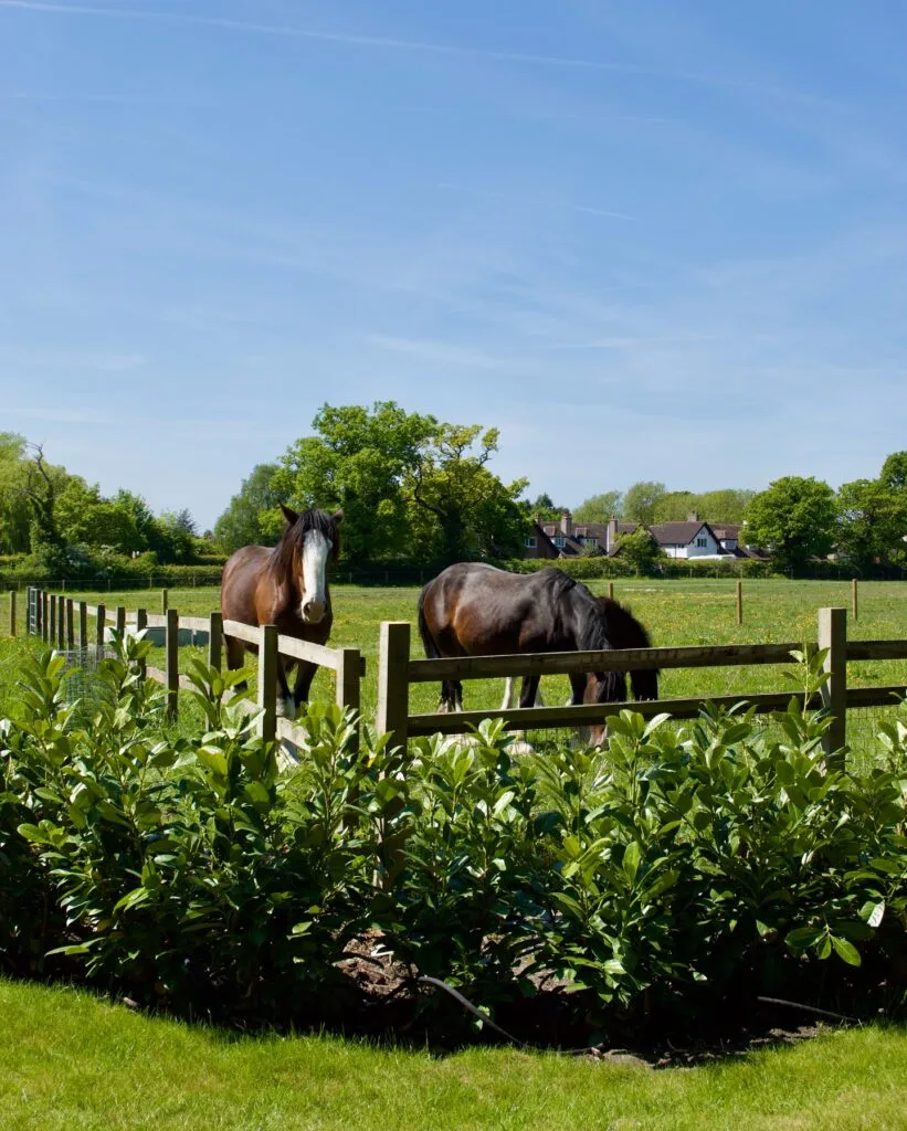 davenport arms robinsons shire horses