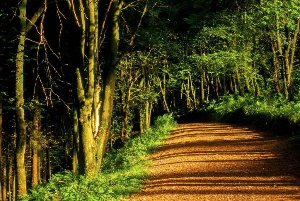 Macclesfield forest