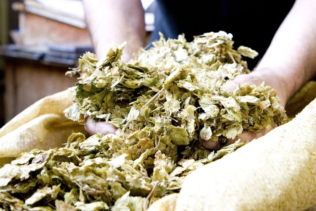 Dried hops